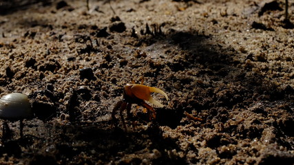 Palatéia uma vila dentro da Barra de São Miguel