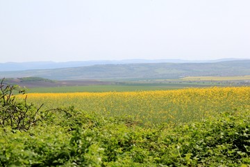 Fototapeta premium A field of rapeseed in Bulgaria