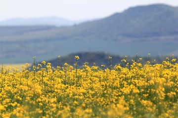 A field of rapeseed in Bulgaria