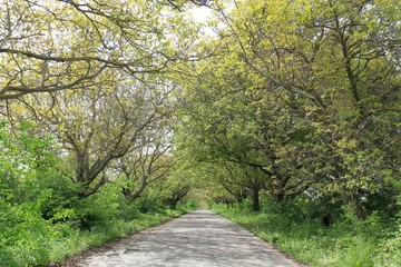 Picturesque road with high trees