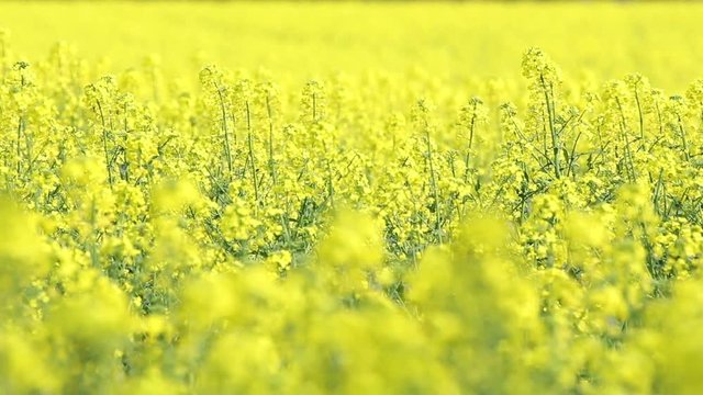 Blooming yellow rapeseed field. Picturesque canola field under blue sky with white fluffy clouds. Wonderful video footage for ecological agricultural concept. Slow motion video.