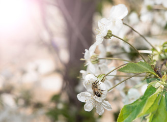 honeybee pollination cherry blossom