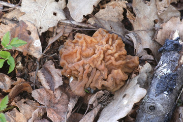 Gyromitra gigas, commonly known as the snow morel, snow false morel, calf brain, or bull nose