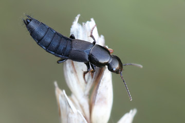 Rove beetle (Staphylinidae) on wheat