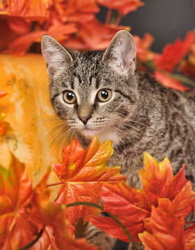 striped young cat among autumn maple leaves in the studio
