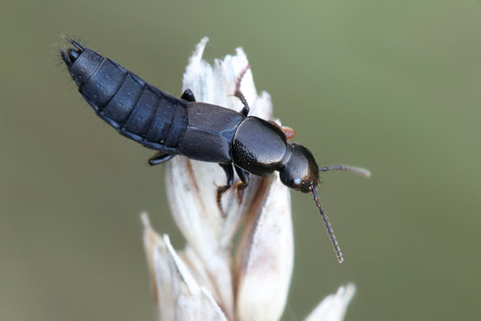 Rove Beetle (Staphylinidae) On Wheat