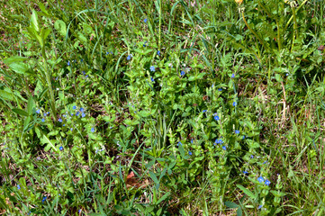 Green grass and blue flowers in the meadow