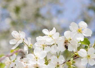 honeybee pollination cherry blossom