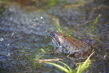 Common frog, Rana temporaria, also known as the European common frog, European common brown frog and European grass frog, on a pond filled with spawn