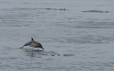 Dolphin