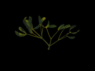 photo of green mistletoe, isolated on black