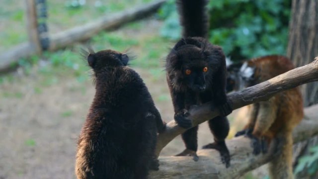 Group of lemurs sitting on fallen tree