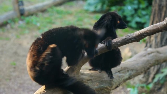 Group of lemurs sitting on fallen tree