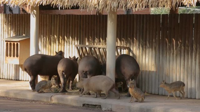 Feeding animals in zoo