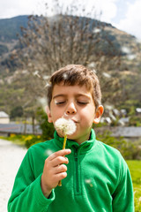 Fototapeta premium Little boy blowing a dantelion in a green field