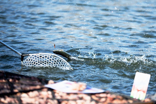 Fishing. Fisherman picking up a big rainbow trout with his fishing net