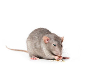 Isolated on white background a rat gnaws a pumpkin seed. Pink ears, black eyes, decorative rat, pet.