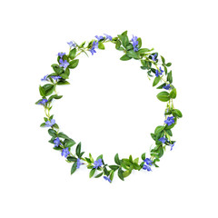 The element of decor. A circle of periwinkle flowers on a white isolated background. Green and purple colors.