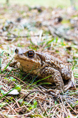 Close up portrait of a toad on a nature