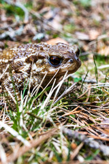 Close up portrait of a toad on a nature