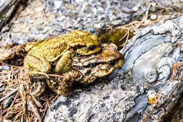 Two toads copulating out of the water