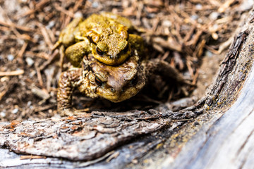 Two toads copulating out of the water