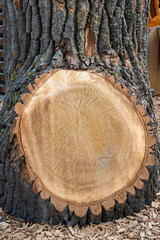 Baumstamm einer Pappel