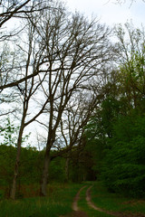 Empty path in a forest, spring, Poznań, Poland
