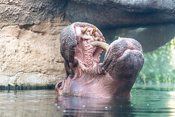 Fototapeta premium Wild Animal Hippo in a lake