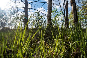 Green grass in the rays of the sun, against the background of birches and blue sky with clouds, in the countryside.