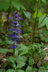 Blue wild forest bugle flower, Poznań Poland