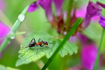 Fototapeta na wymiar Beautiful macro shot of ant on leaf in grass. Natural colorful background.
