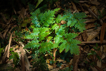 wild plant in the forest