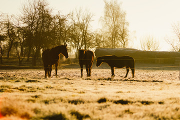 Three horses on a farm standing at the dawn in the sunrise. Brown tone.