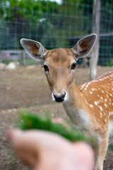 Hand feeding a deer with a grass. Cute deer closeup.