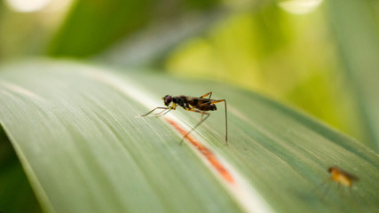 small insects on green leaves