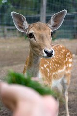 Hand feeding a deer with a grass. Cute deer closeup.