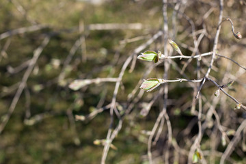 Spring nature in the park. Blooming buds on the trees. Young leaves begin to grow