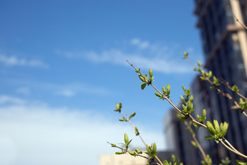 Young branches on the background of a residential building. Ecology in a big city. Sprout leaf sprout on blue sky background 