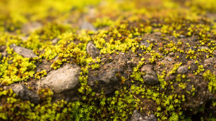 small plant grass on a rock