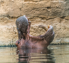 Wild Animal Hippo in a lake