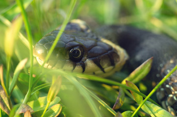 Head of a creeping snake close-up. Reptile crawling in the grass of meadows in spring
