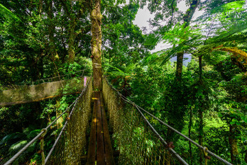 Balata Garden, Martinique - Paradise botanic garden on tropical caribbean island with suspension bridges - France