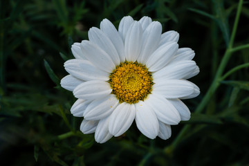 Obraz premium Blühende Strauchmargerite