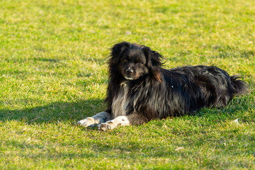 A dog is waiting for its owner. The small old dog lying on the green grass.