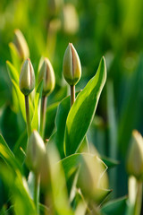 Buds of red tulips with green leaves in soft light at blur background. Fresh spring flowers bloom in the garden.