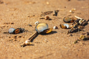 a lot of shells washed up at sea