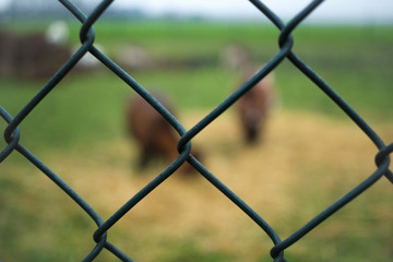 Blurred metal cage on the background of zoo.
