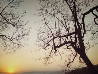 tree in the sunset