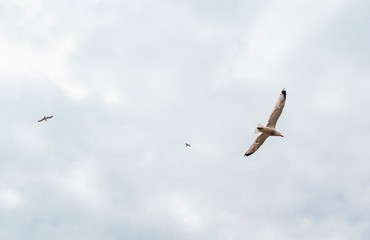 Fototapeta premium Seagulls 